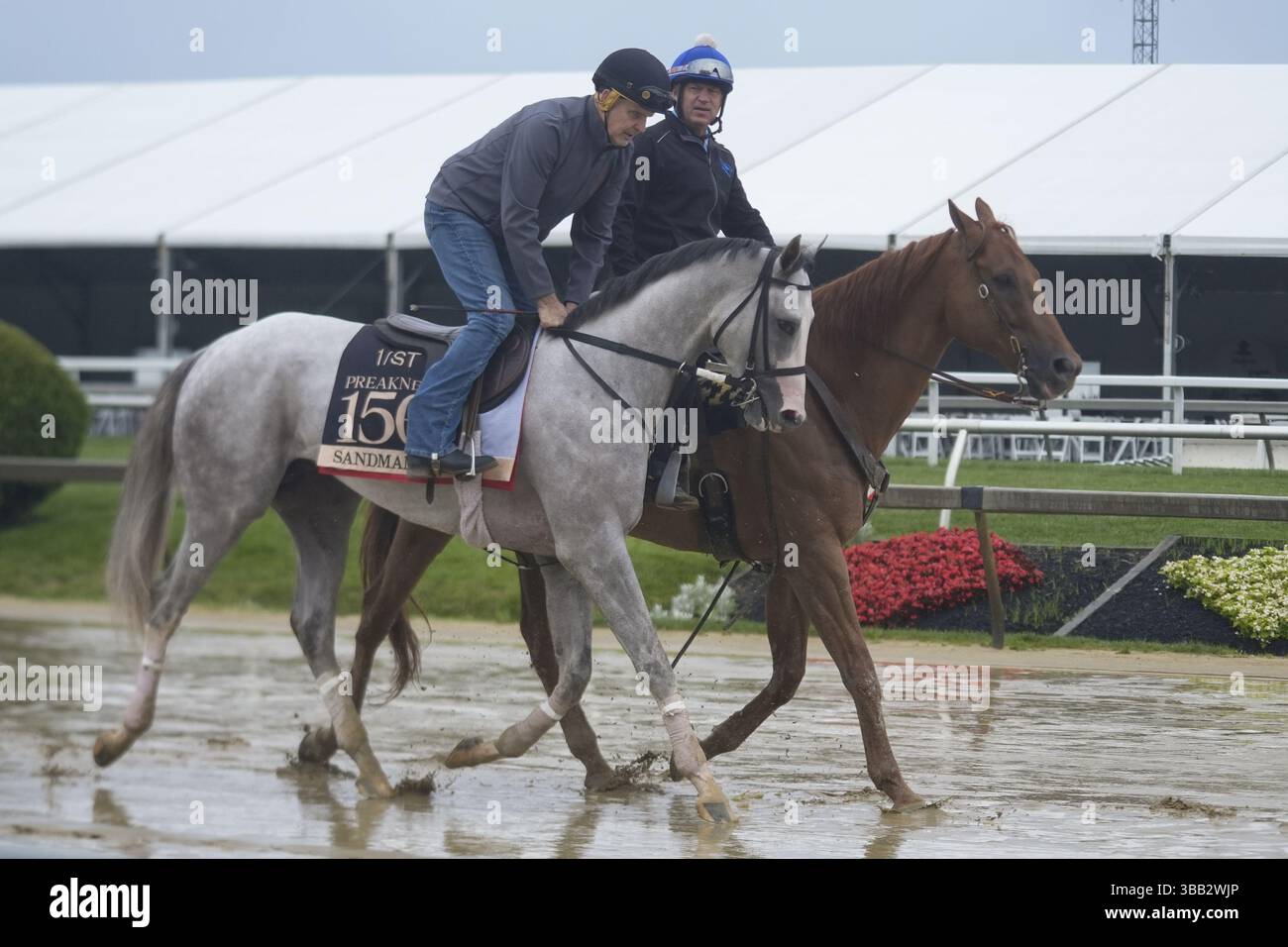 May 14, 2025; Baltimore, MD, USA; Preakness Stakes entry, Sandman Will 2025 Preakness Only Be Outside Pimlico