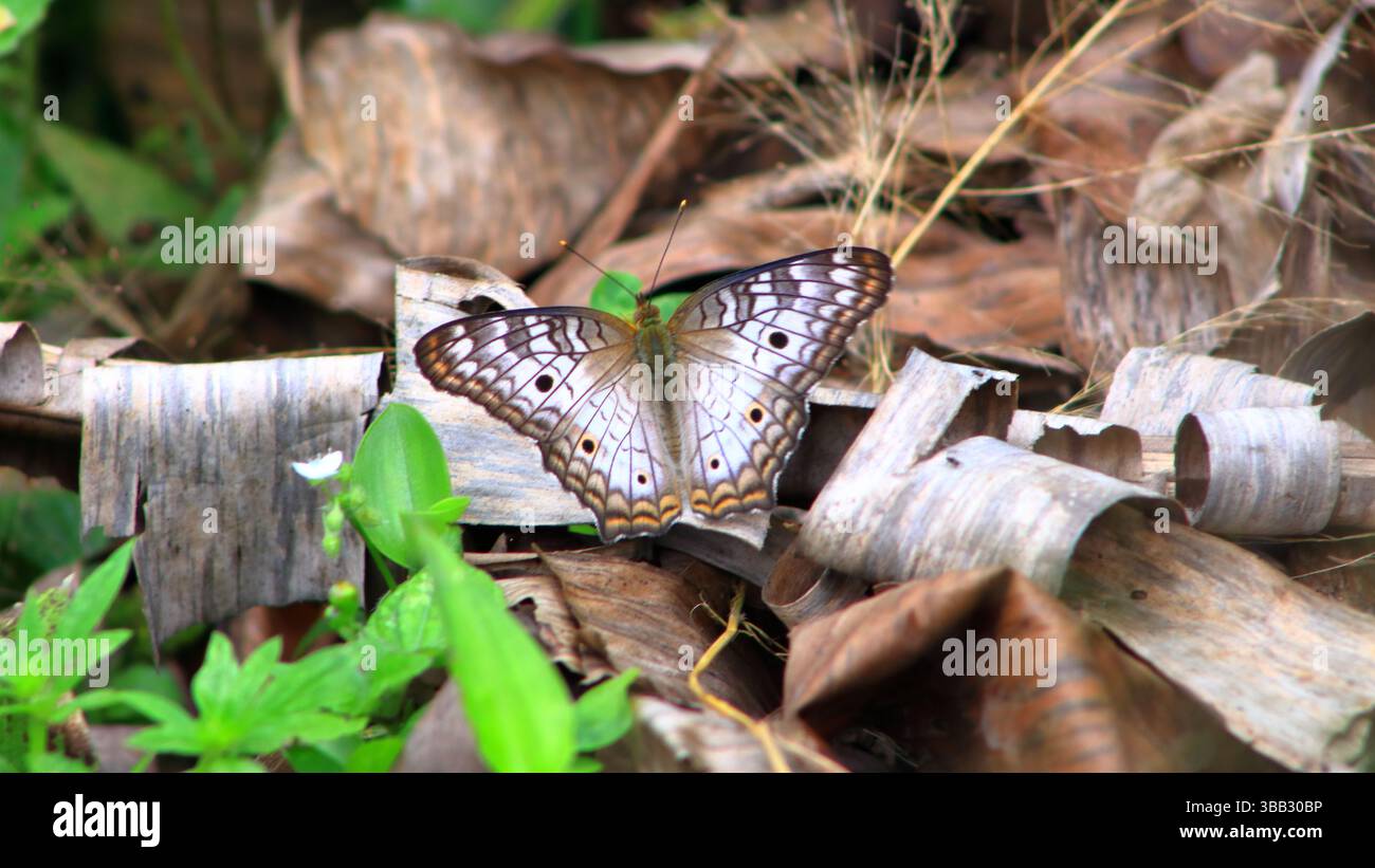 Las hermosas mariposas que se encuentran en mi región Stock Photo