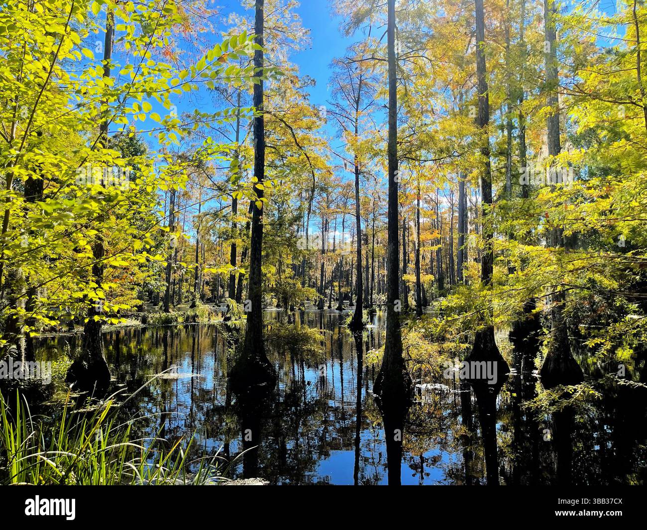 Cypress Gardens, South Carolina from the Notebook - Smartphone Captured Stock Image