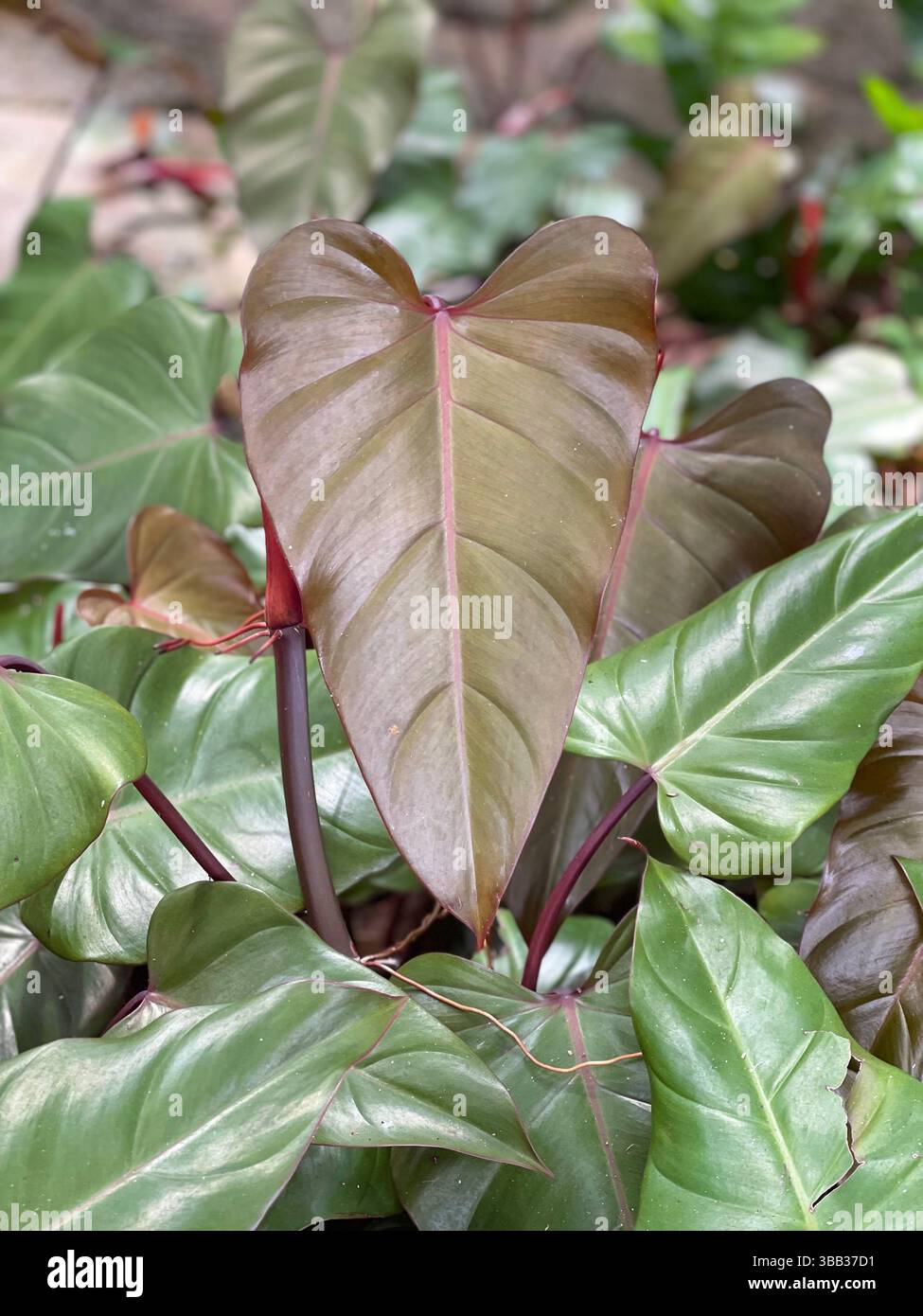 Heart Leaf in Honolulu, Oahu, Hawaii - Smartphone Captured Stock Image