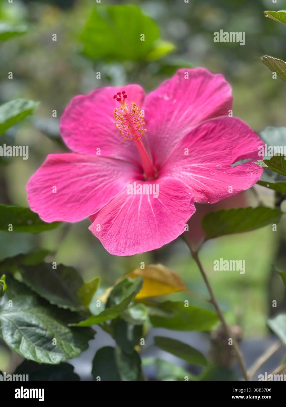 Pink Hibiscus Flower in Honolulu Oahu Hawaii - Smartphone Captured Stock Image