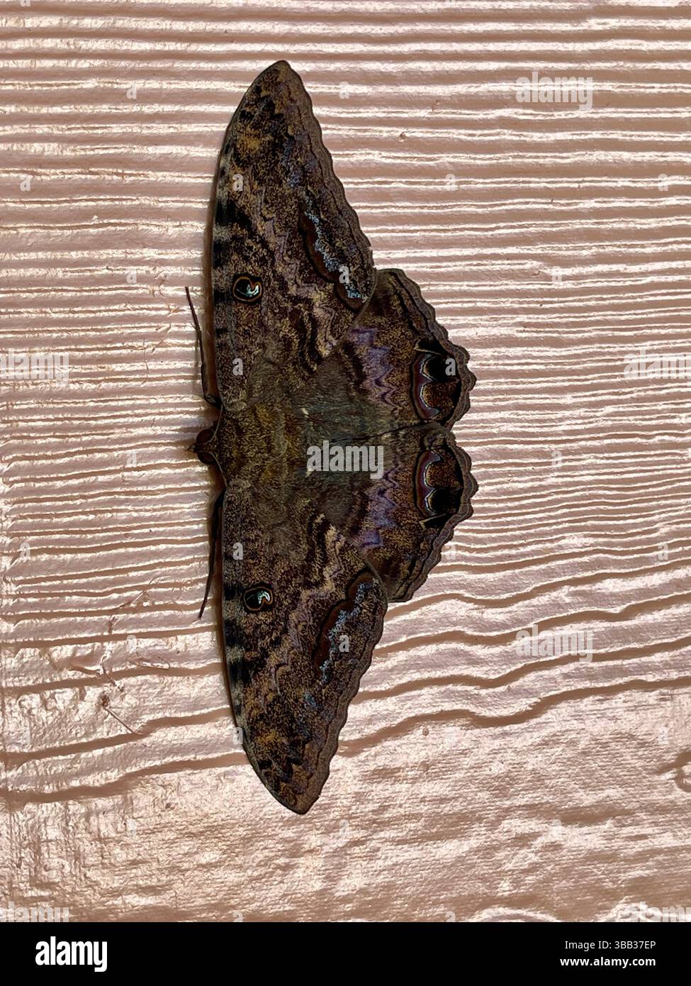 Moth fully spread out - Smartphone Captured Stock Image