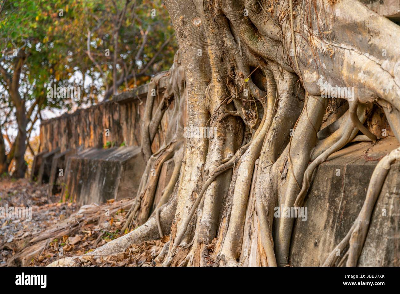Invasive ficus roots hi-res stock photography and images - Alamy