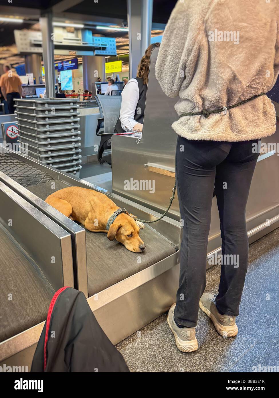 Dog lying on conveyor hi-res stock photography and images - Alamy