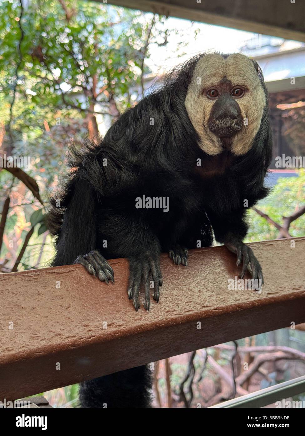 A male White-faced saki monkey at London Zoo - Smartphone Captured Stock Image