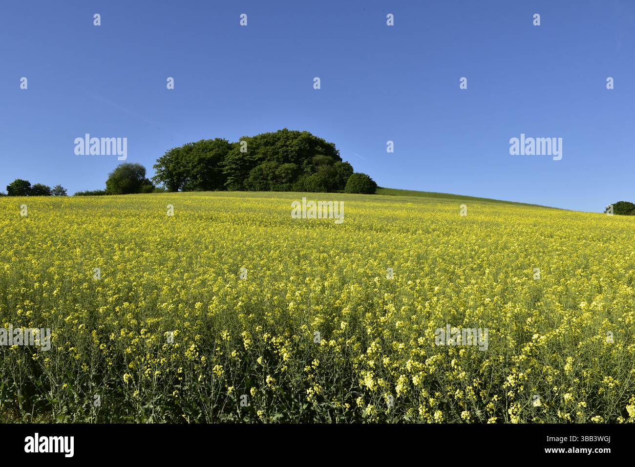 Rare field blue sky hi-res stock photography and images - Alamy
