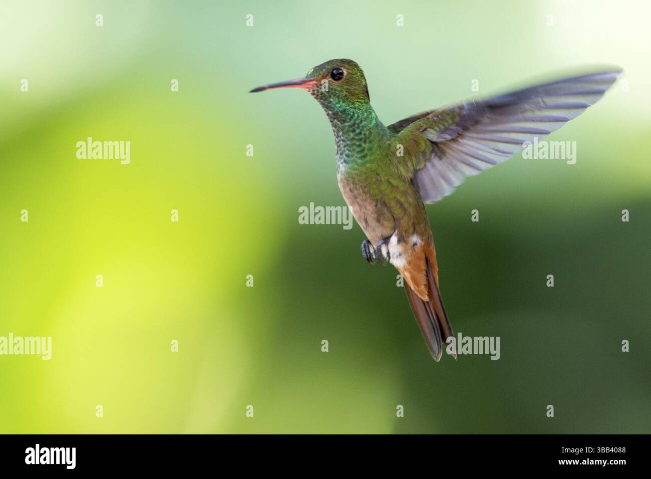 Rufous-tailed Hummingbird (Amazilia tzacatl) flying, Peten, Guatemala ...