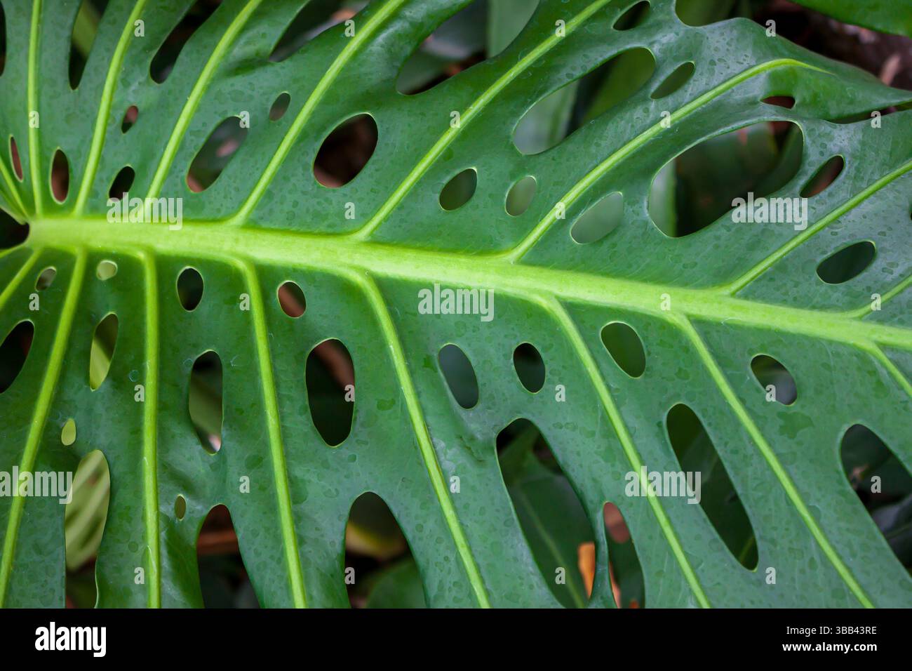 A close-up of a green leaf Monstera Deliciosa, with multiple oval holes, showing its unique pattern and texture Stock Photo