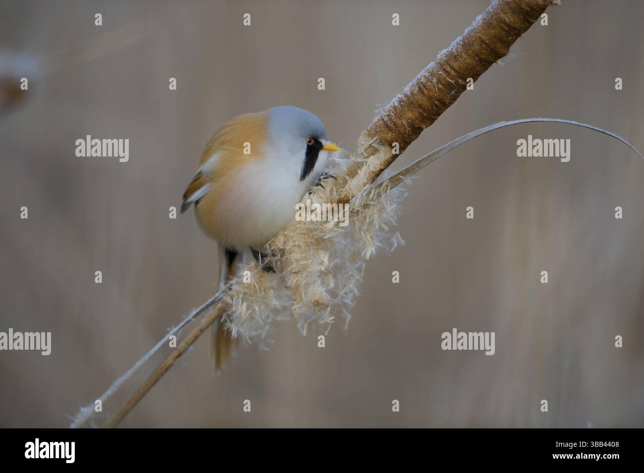 Bearded Reedling (Panurus biarmicus) male feeding on cattail seed ...