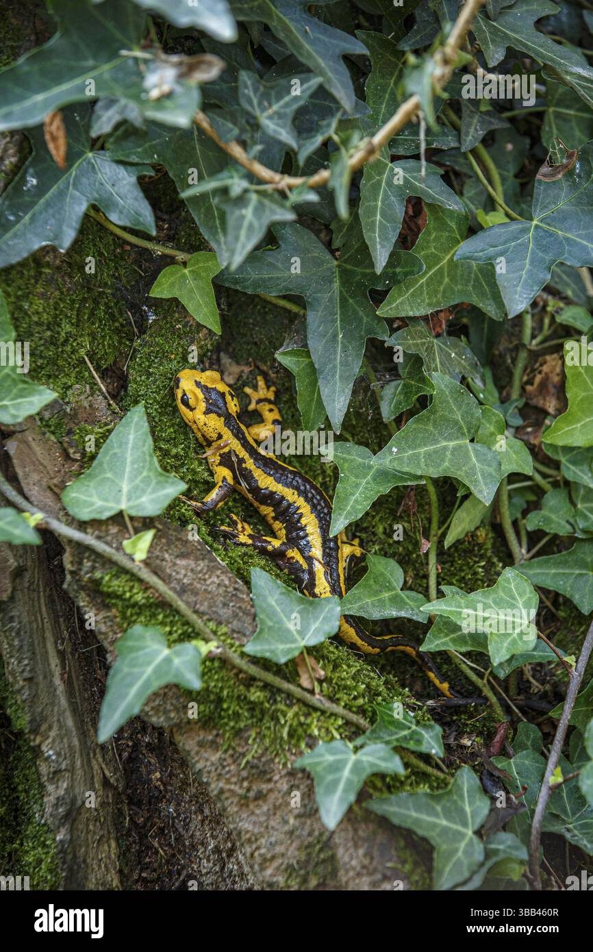 Fire Salamander (Salamandra salamandra bernardezi), endemic subspecies of a few points in north Spain, Oviedo, Spain, Europe Stock Photo