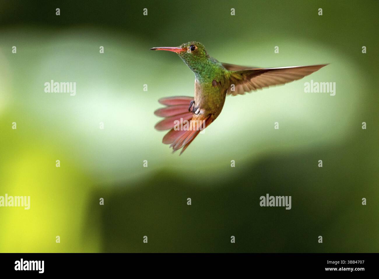 Rufous-tailed Hummingbird (Amazilia tzacatl) flying, Peten, Guatemala ...