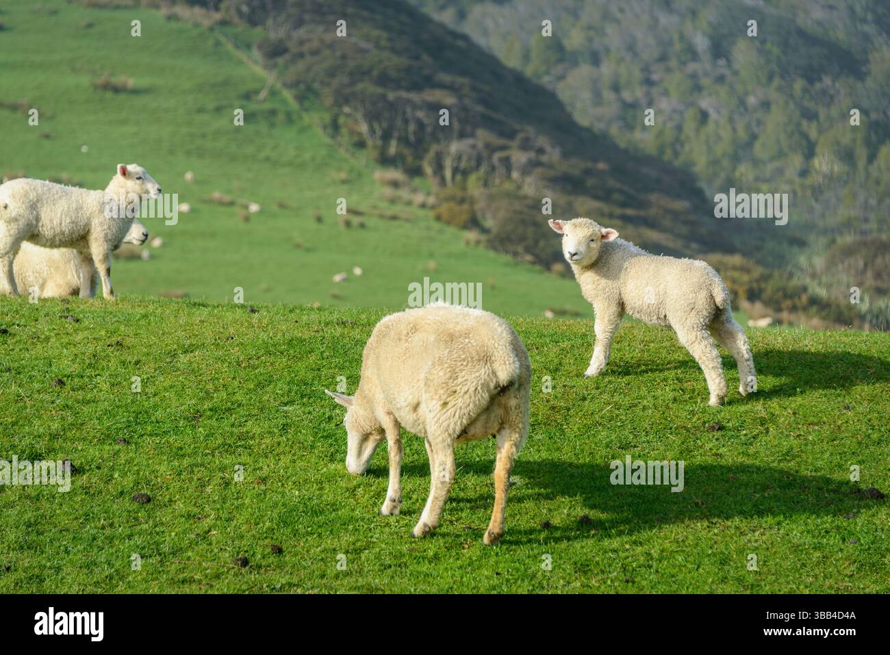 Cute baby lamb and ewe grazing on the rolling green hills. Golden Bay ...