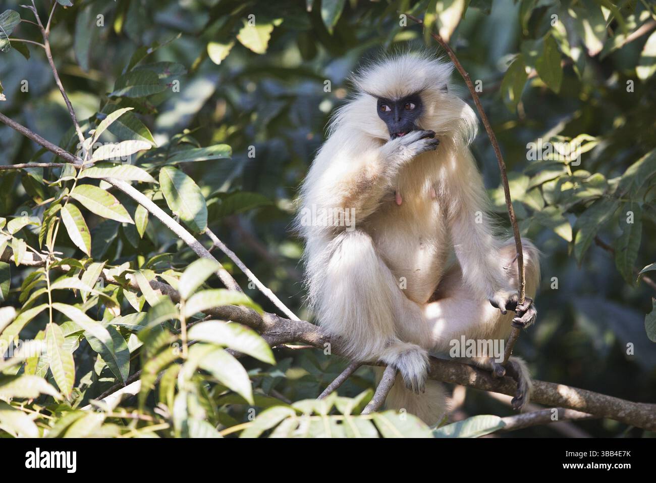 Gee's Golden Langur (Trachypithecus geei) feeding on trees in ...