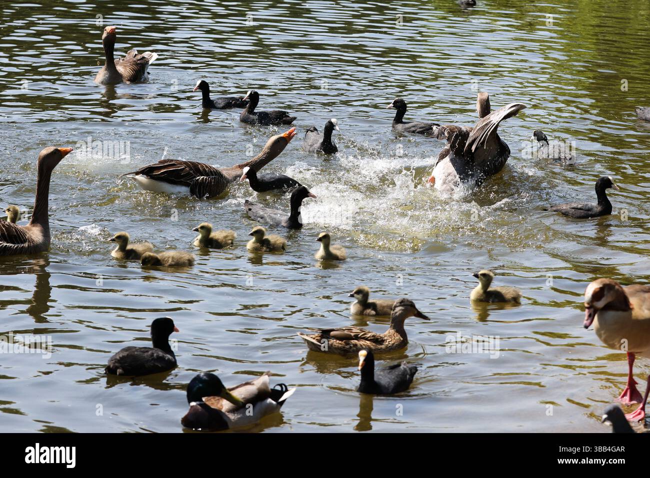 Picture Idea: Ducks And Ducklings Cooling Off In St James S Park