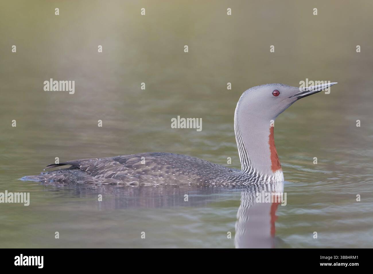 Sterntaucher Gavia Stellata Red throated Diver Stock Photo Alamy sterntaucher-gavia-stellata-red-throated-diver-stock-photo-alamy