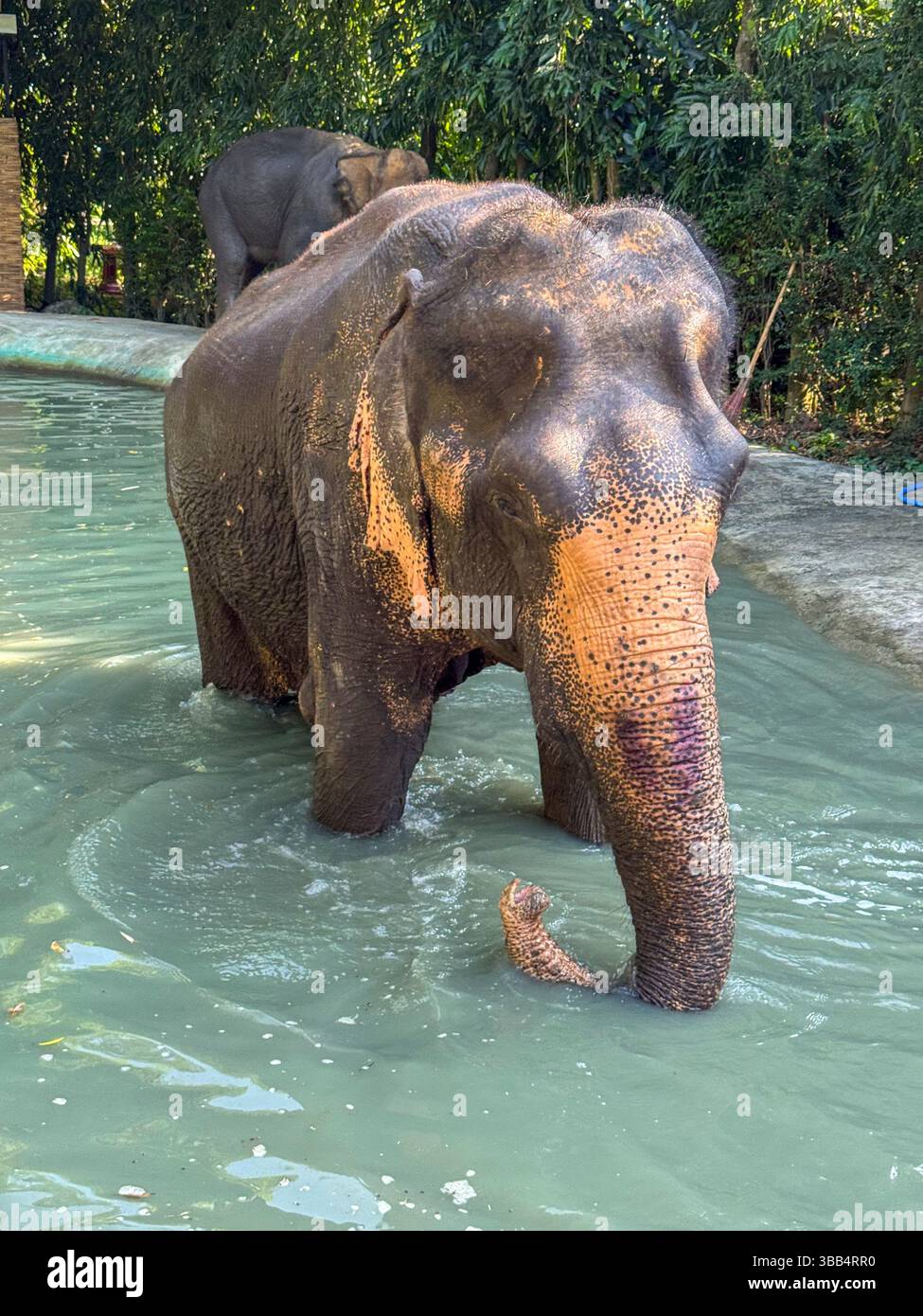 Large majestic elephant enjoys playing in the cool waters of a wildlife ...