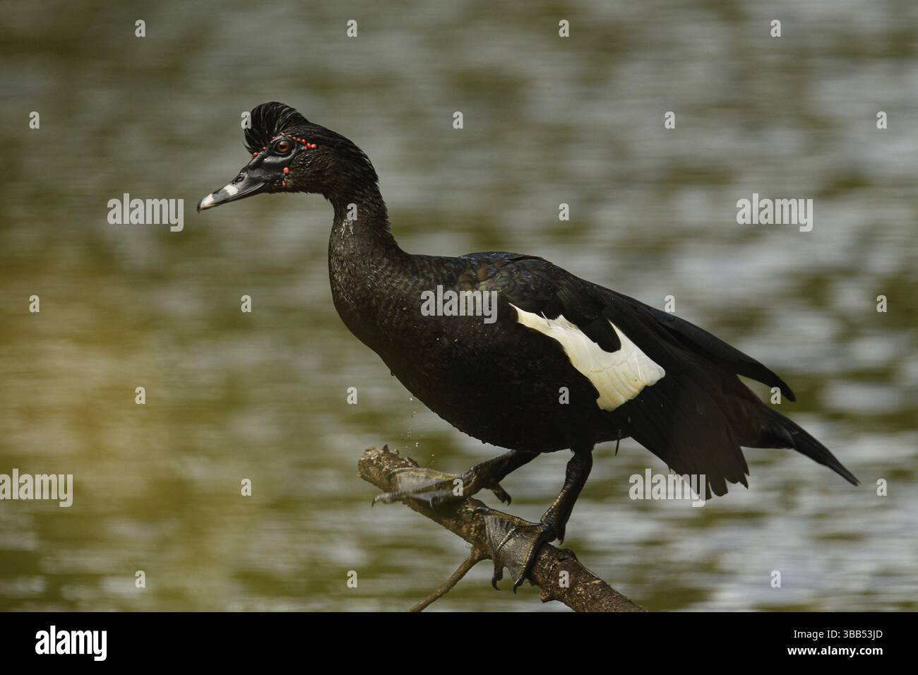 Adulte maennliche Moschusente (Cairina moschata) Stock Photo