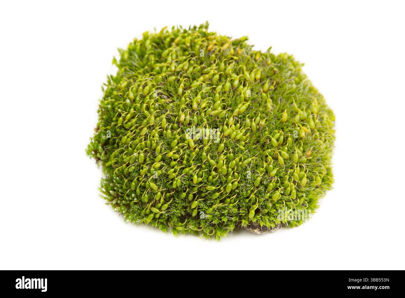 Green moss isolated on white background Stock Photo