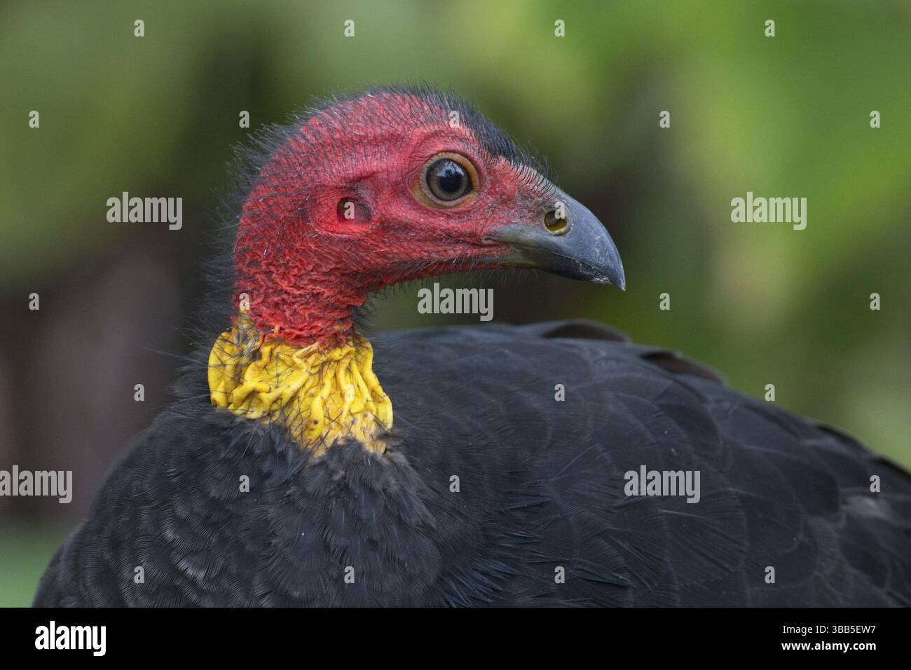 Australian Brushturkey (Alectura lathami) male, Queensland, Australia ...