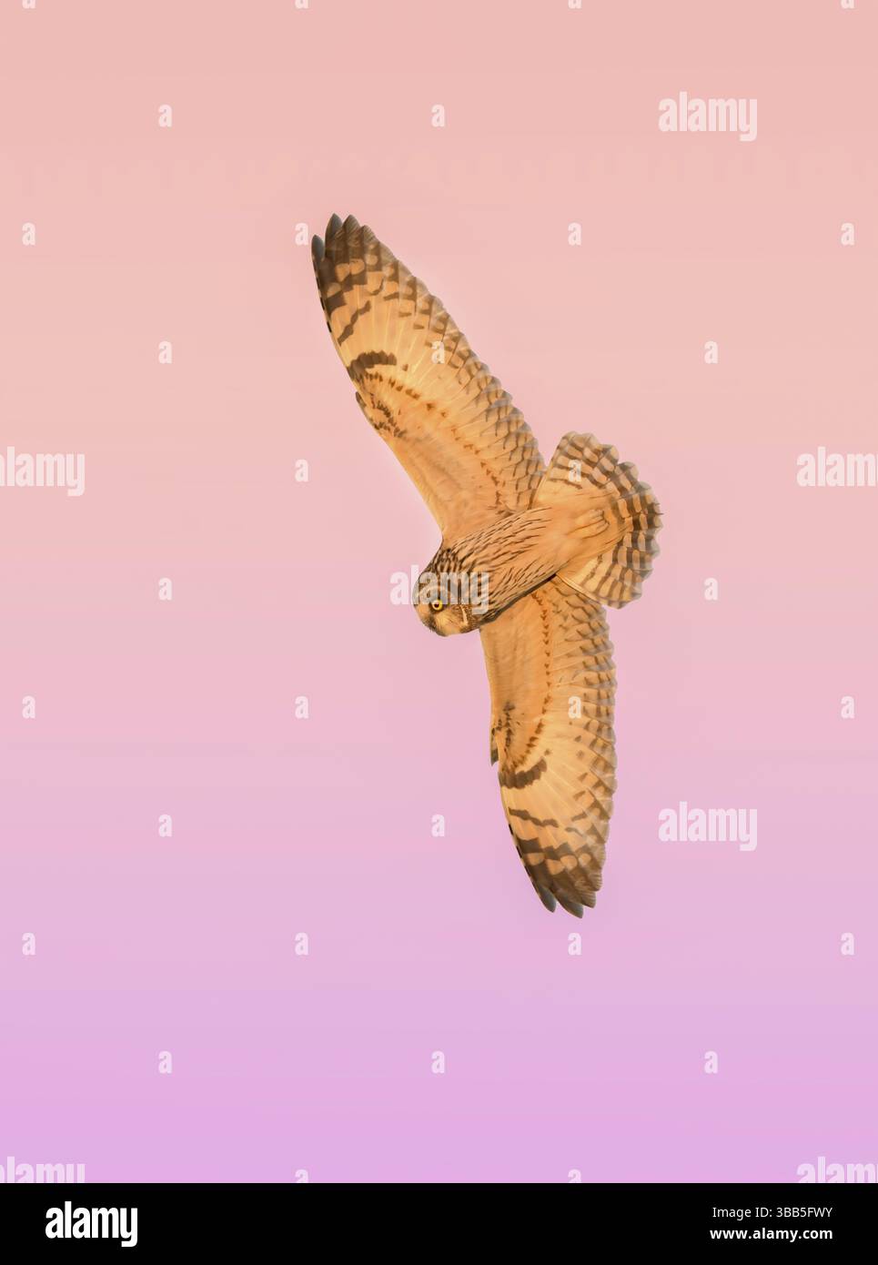 Short-eared Owl (Asio flammeus) flying, Texas, USA, North America Stock Photo