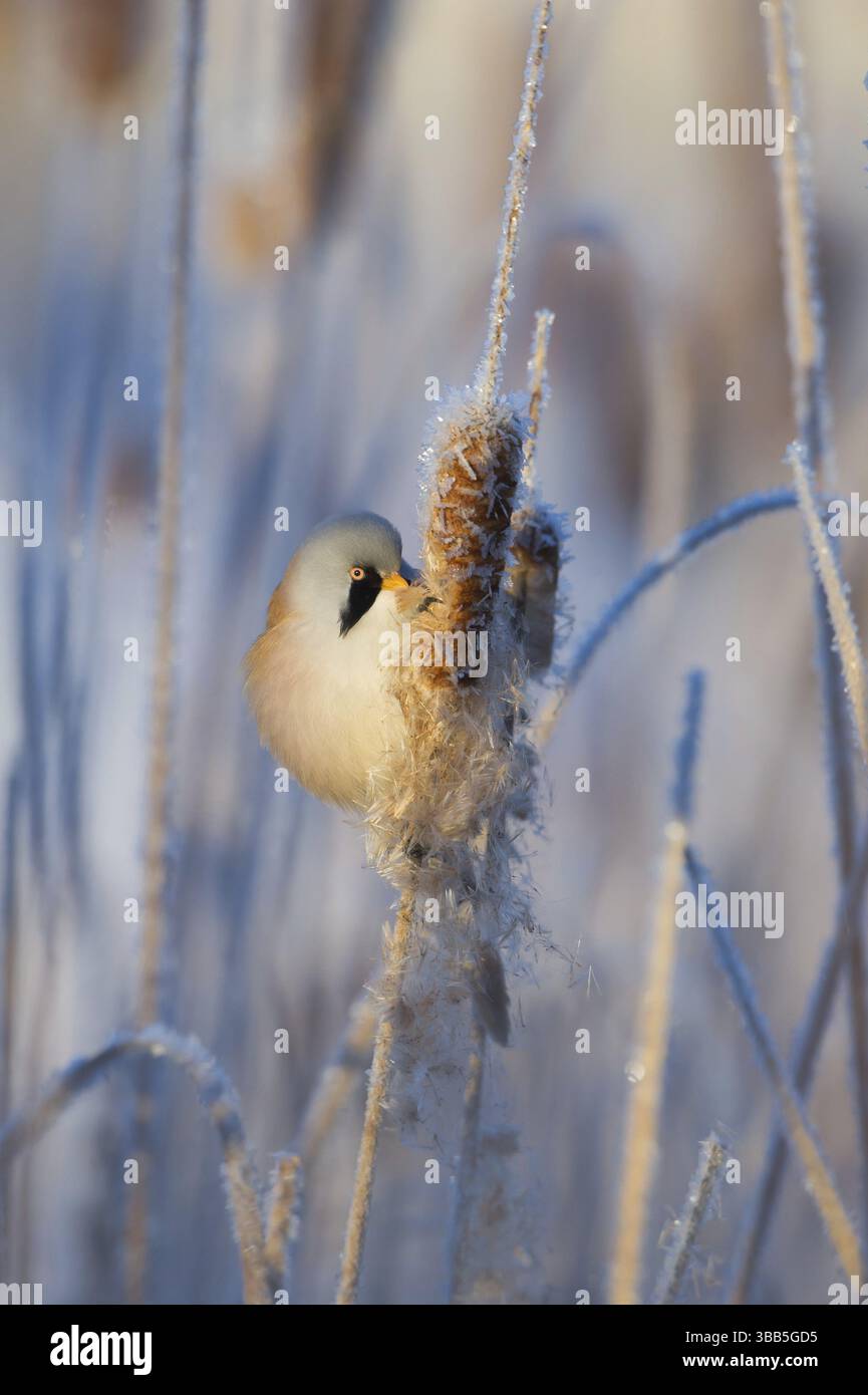 Bearded Reedling (Panurus biarmicus) male feeding on cattail seed, Thuringia, Germany, Europe Stock Photo
