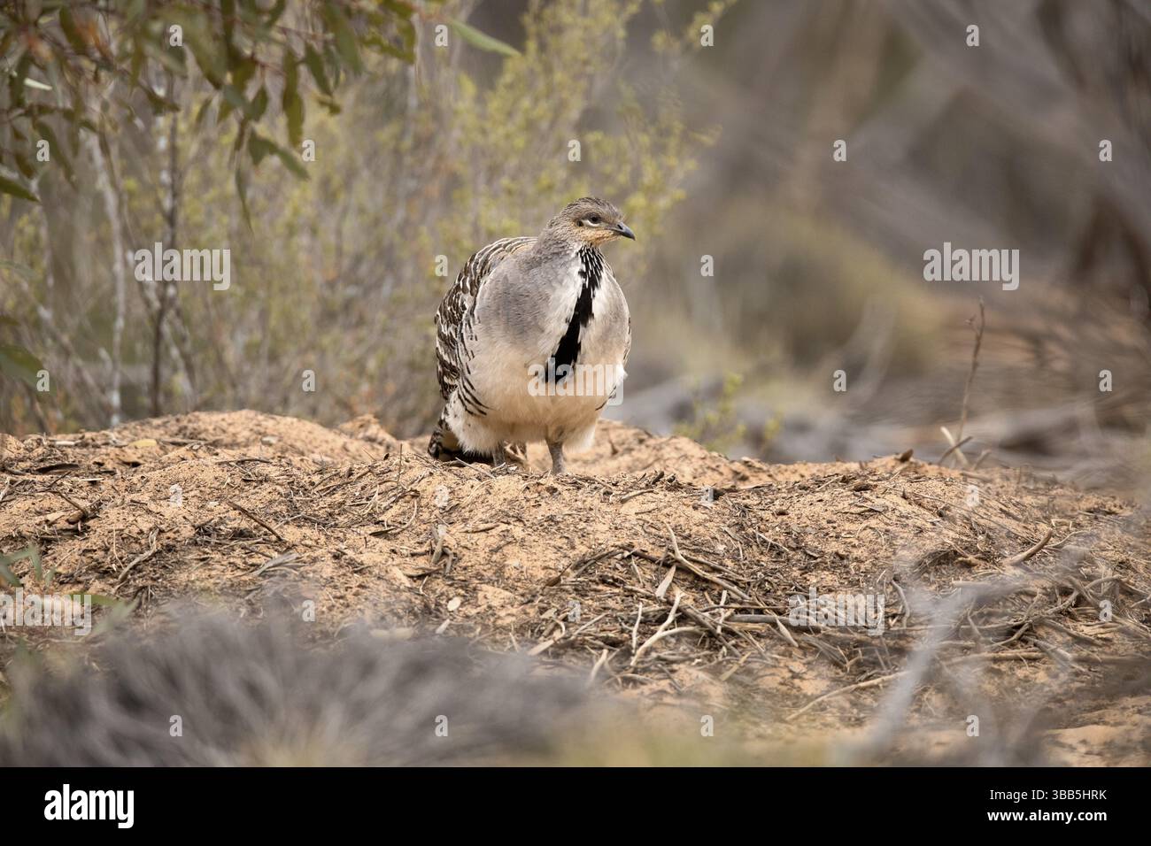 Malleefowl Leipoa Ocellata Victoria Australia Oceania Stock Photo Malleefowl Leipoa Ocellata Victoria Australia Oceania Stock Photo
