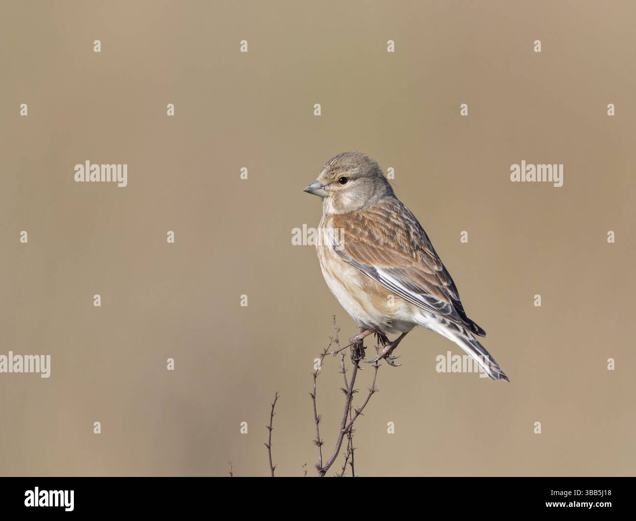 Common Linnet Linaria Cannabina Male United Kingdom Europe Stock 