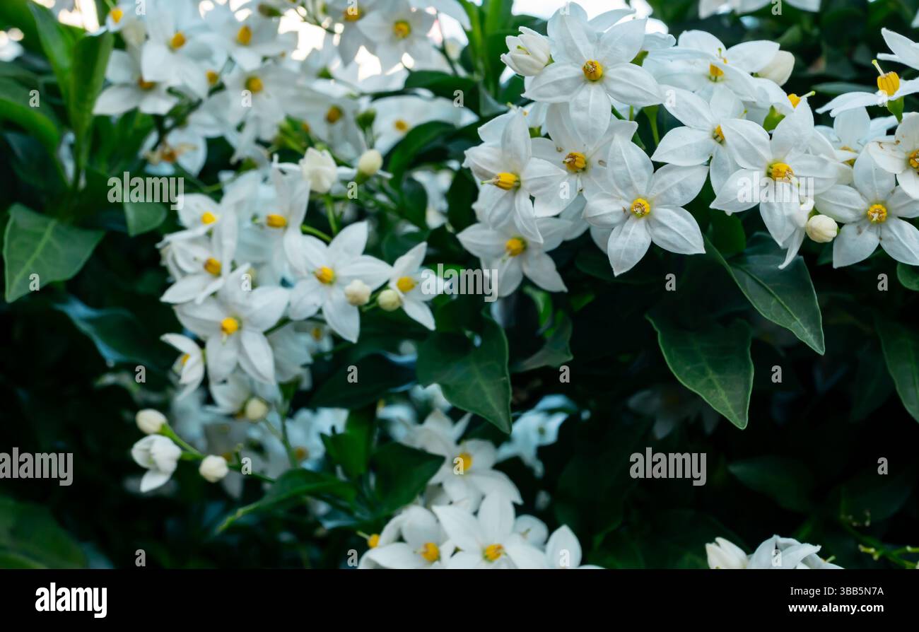 Jasmine blooming nightshade hi-res stock photography and images - Alamy