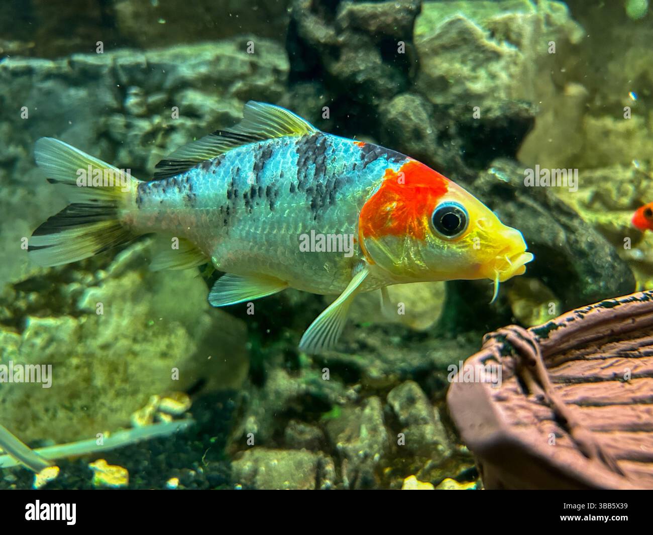 Close-up view of a colorful koi fish with striking red, yellow, and black patterns gliding gracefully in a clear aquarium with natural rocky backgroun - Smartphone Captured Stock Image