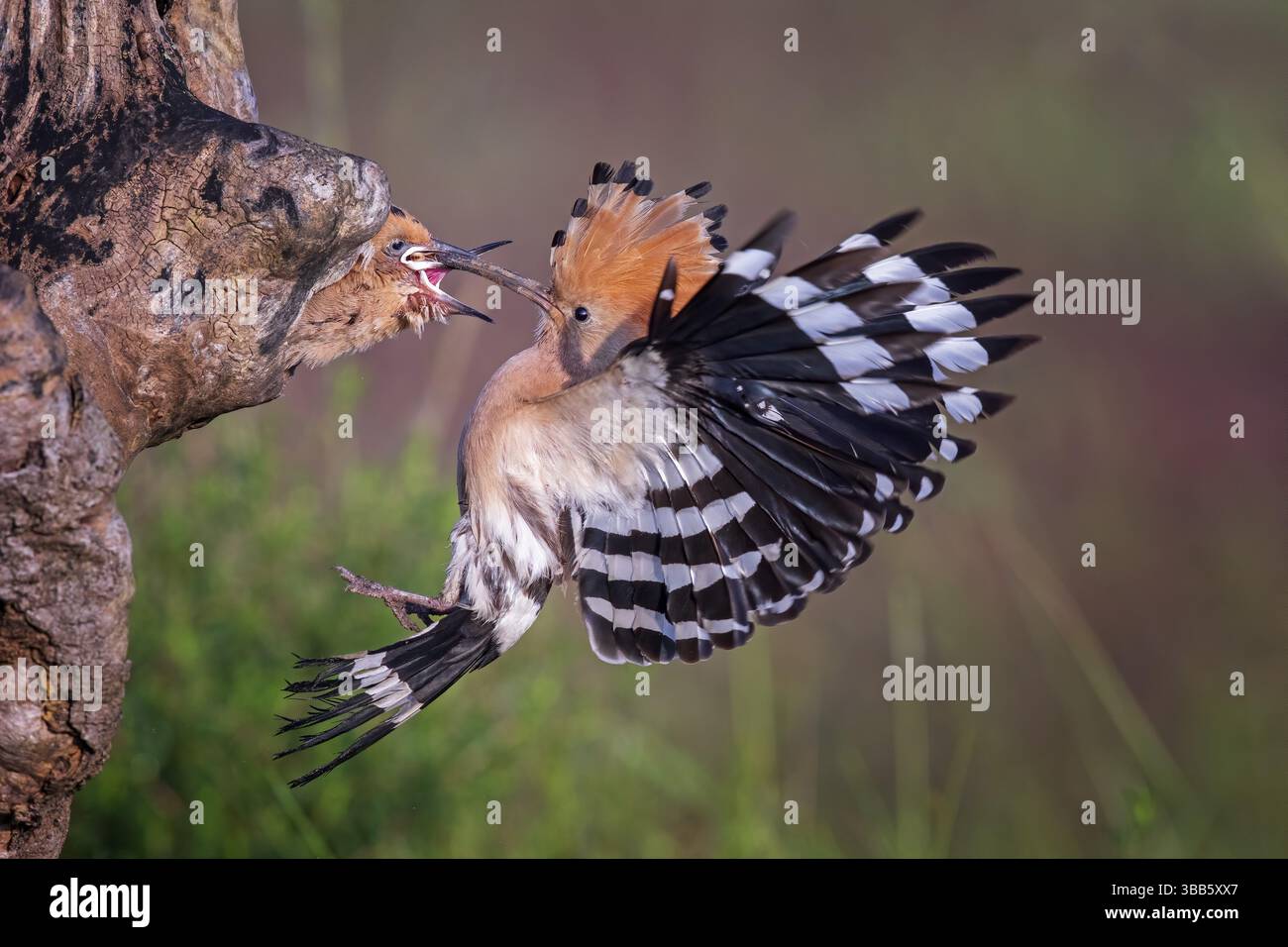 eurasian-hoopoe-upupa-epops-feeding-chicks-in-the-breeding-cave