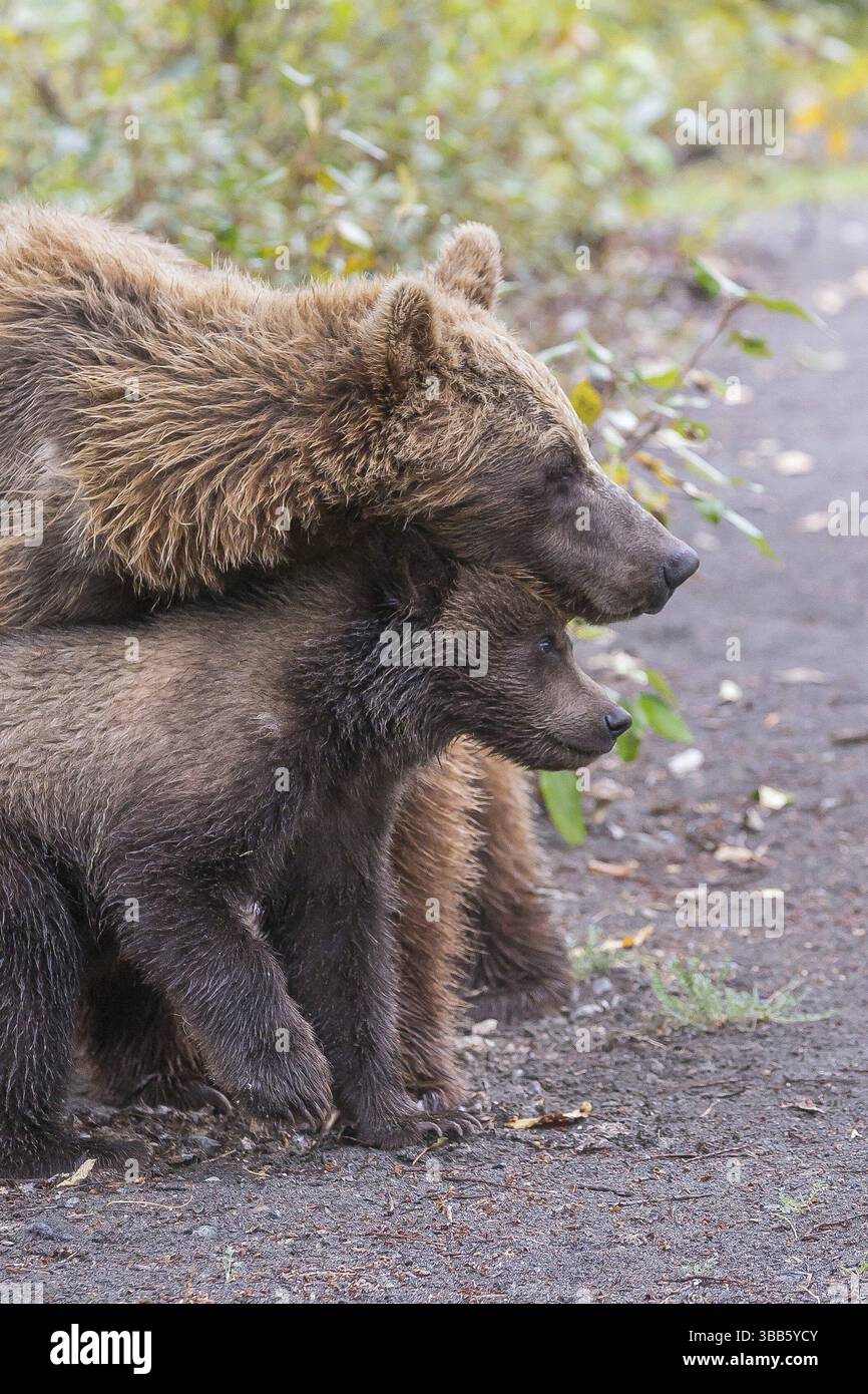 Grizzly Bear (Ursus arctos horribilis) cub nestles against mother ...