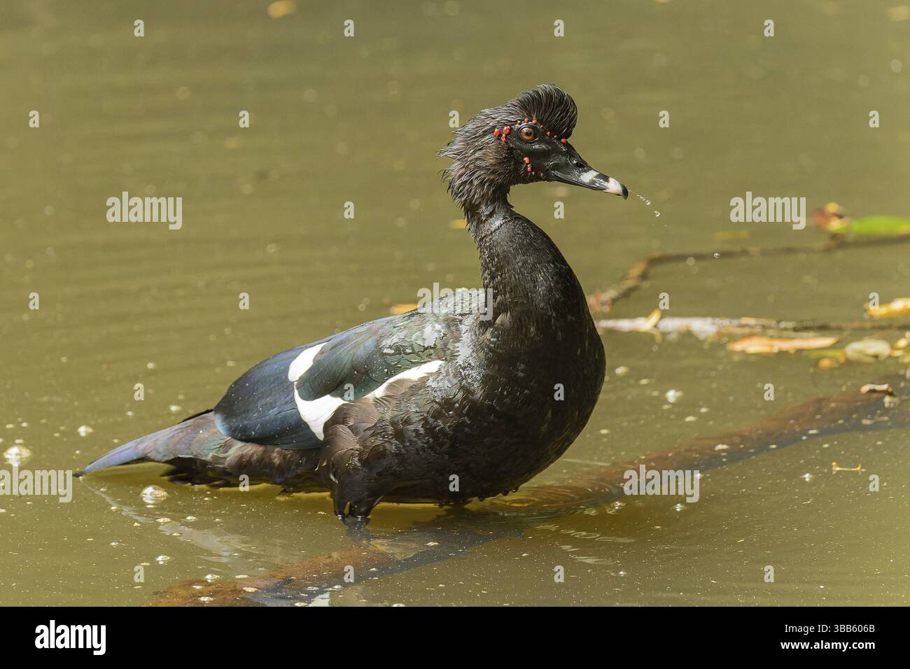 Adulte maennliche Moschusente (Cairina moschata) Stock Photo