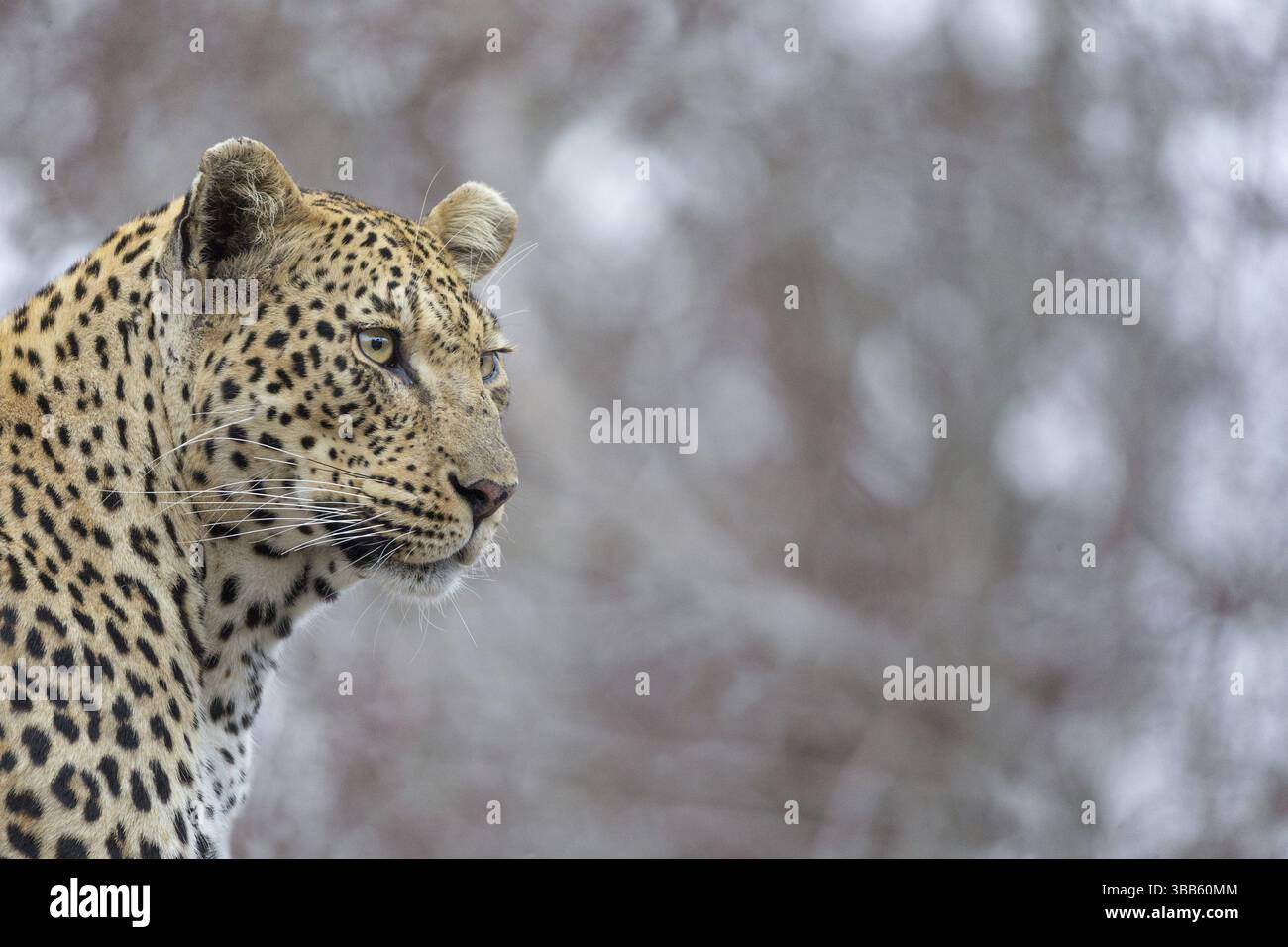 Leopard (Panthera pardus) portrait, Sabi Sands, South Africa, Africa Stock Photo
