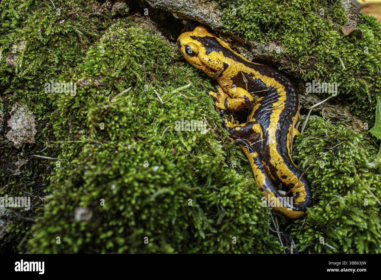 Fire Salamander (Salamandra salamandra bernardezi), endemic subspecies of a few points in north Spain, Oviedo, Spain, Europe Stock Photo