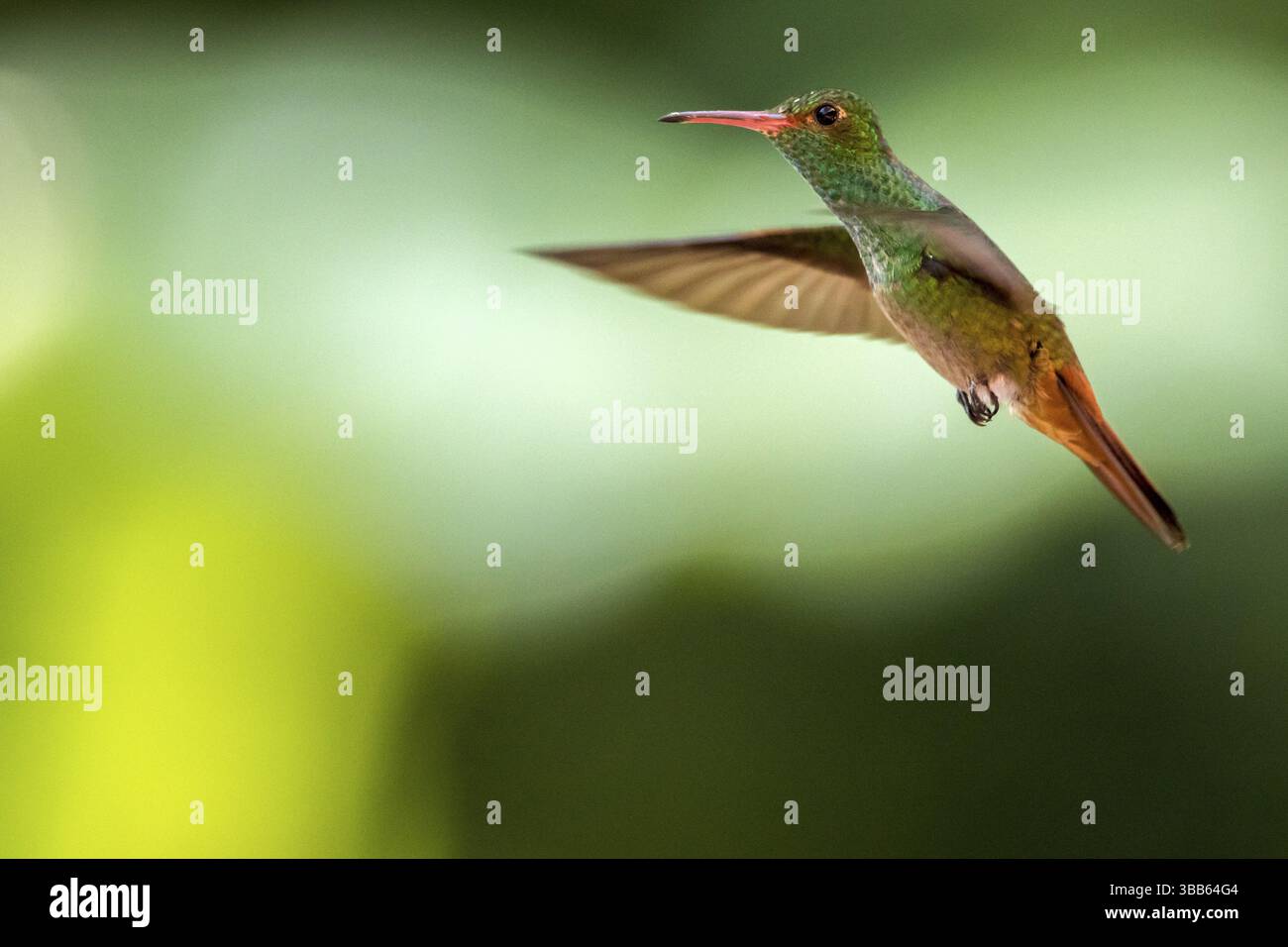 Rufous-tailed Hummingbird (Amazilia tzacatl) flying, Peten, Guatemala ...