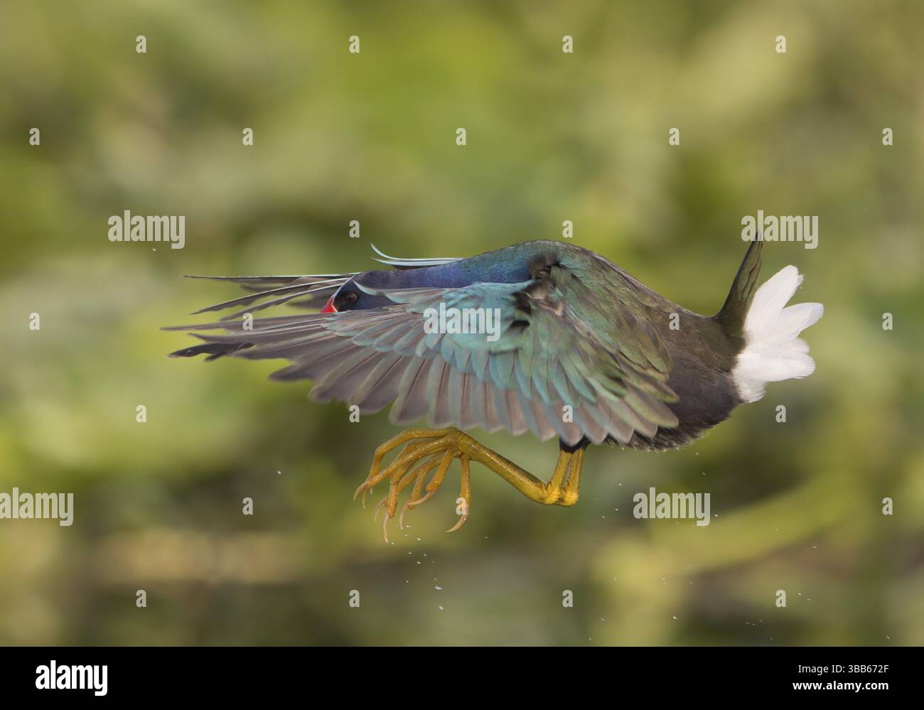 Purple Gallinule (Porphyrio martinica) flying, Florida, USA, North America Stock Photo