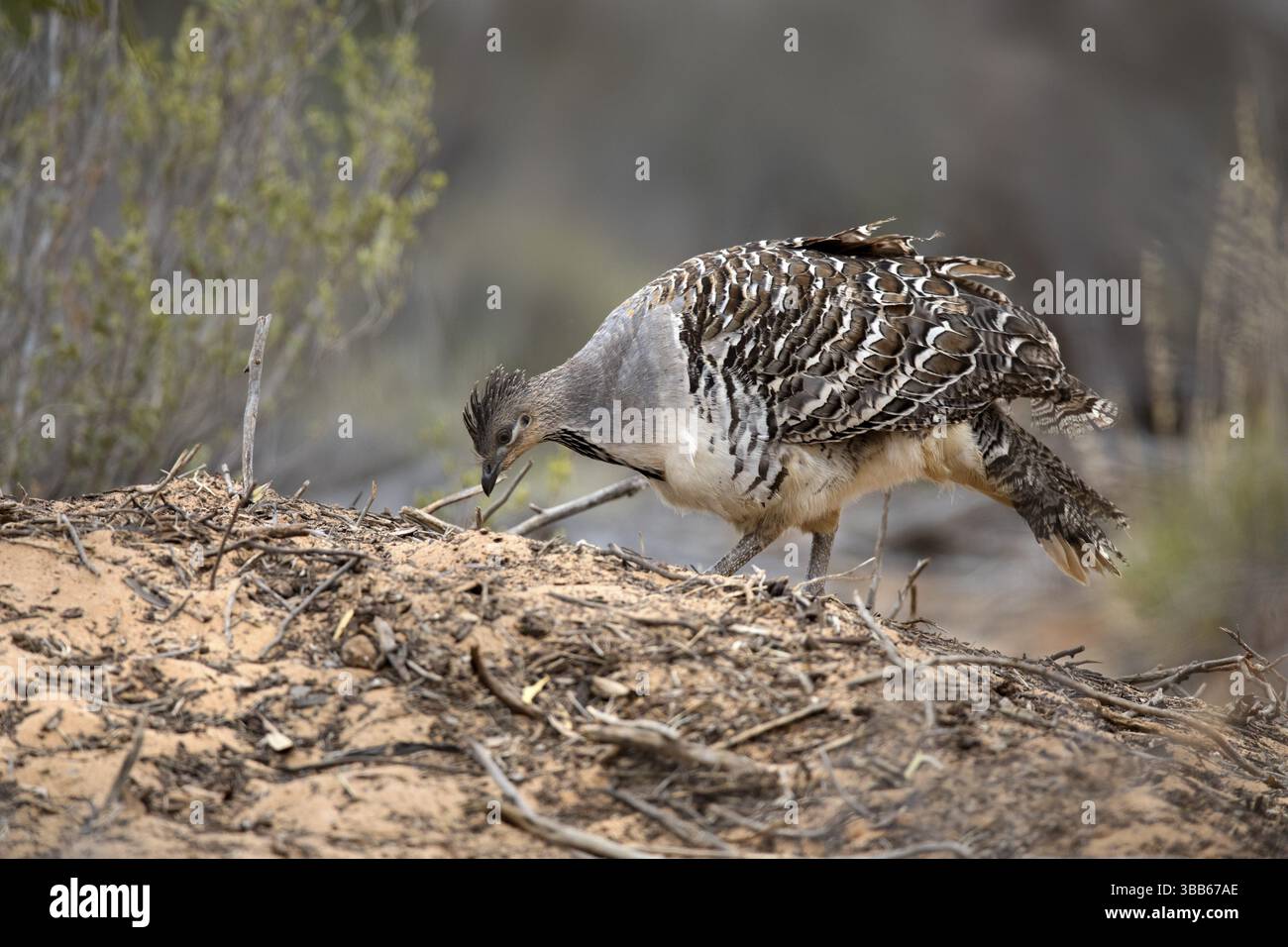 Malleefowl Leipoa Ocellata Victoria Australia Oceania Stock Photo Malleefowl Leipoa Ocellata Victoria Australia Oceania Stock Photo