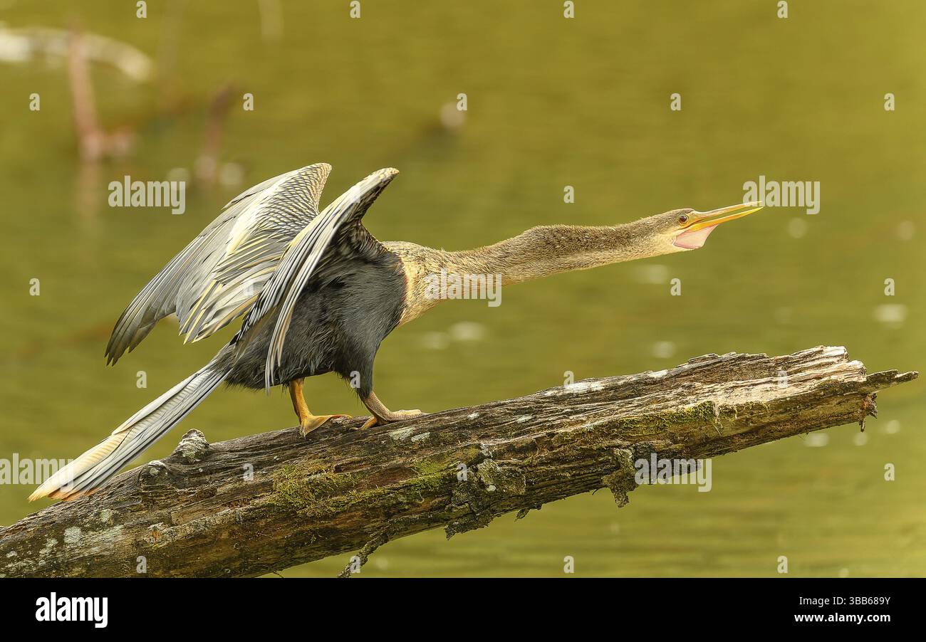 Weiblicher Amerikanische Schlangenhalsvogel (Anhinga anhinga) Stock Photo