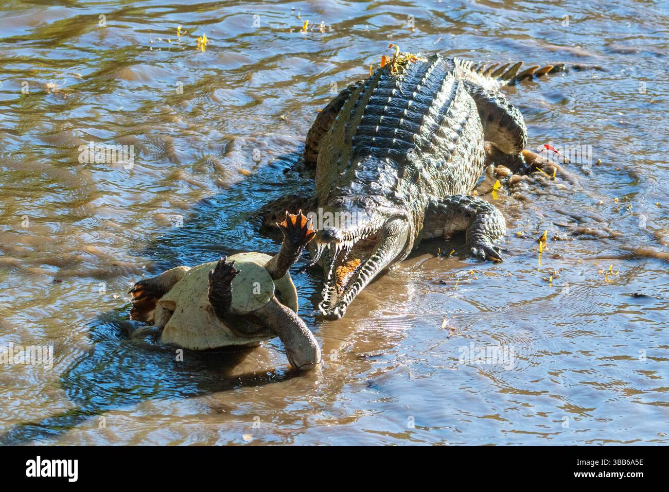 Freshwater Crocodile (Crocodylus johnstoni) attacking a turtle, Cape ...