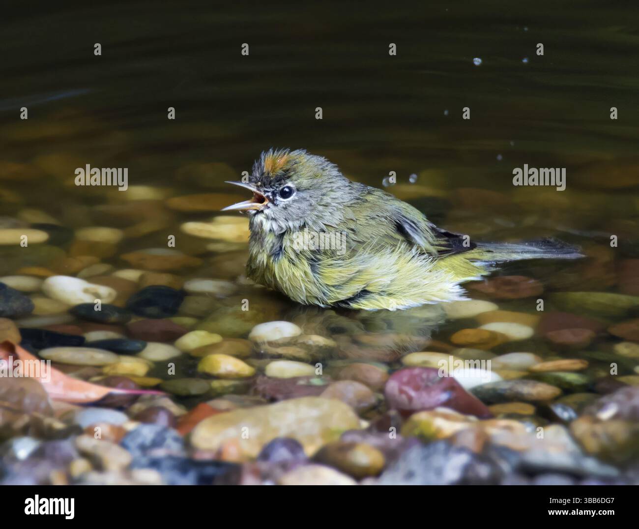 An Orange-crowned Warbler, Oreothlypis celata, shows off its crown while bathing in a pond, in Saskatoon, Saskatchewan, Canada, North America Stock Photo