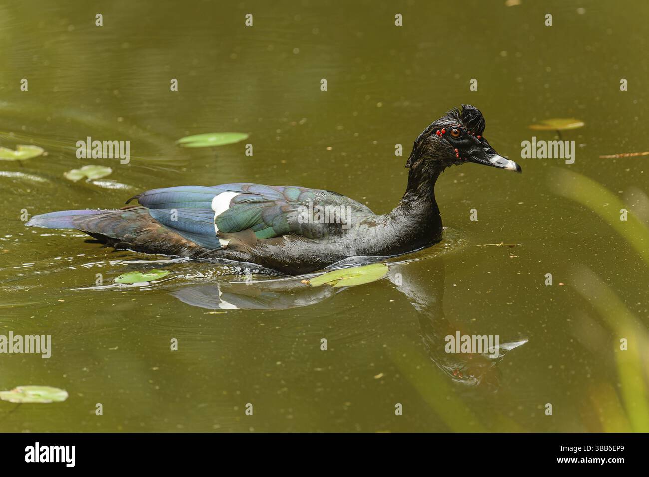 Adulte maennliche Moschusente (Cairina moschata) Stock Photo