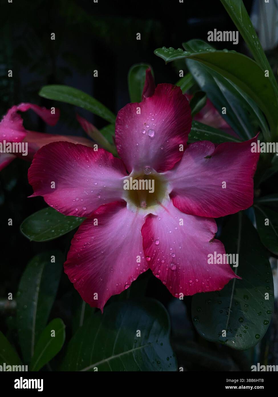 Creative layout made of green leaves and purple flower with underexposed. Flat lay. Nature concept - Smartphone Captured Stock Image