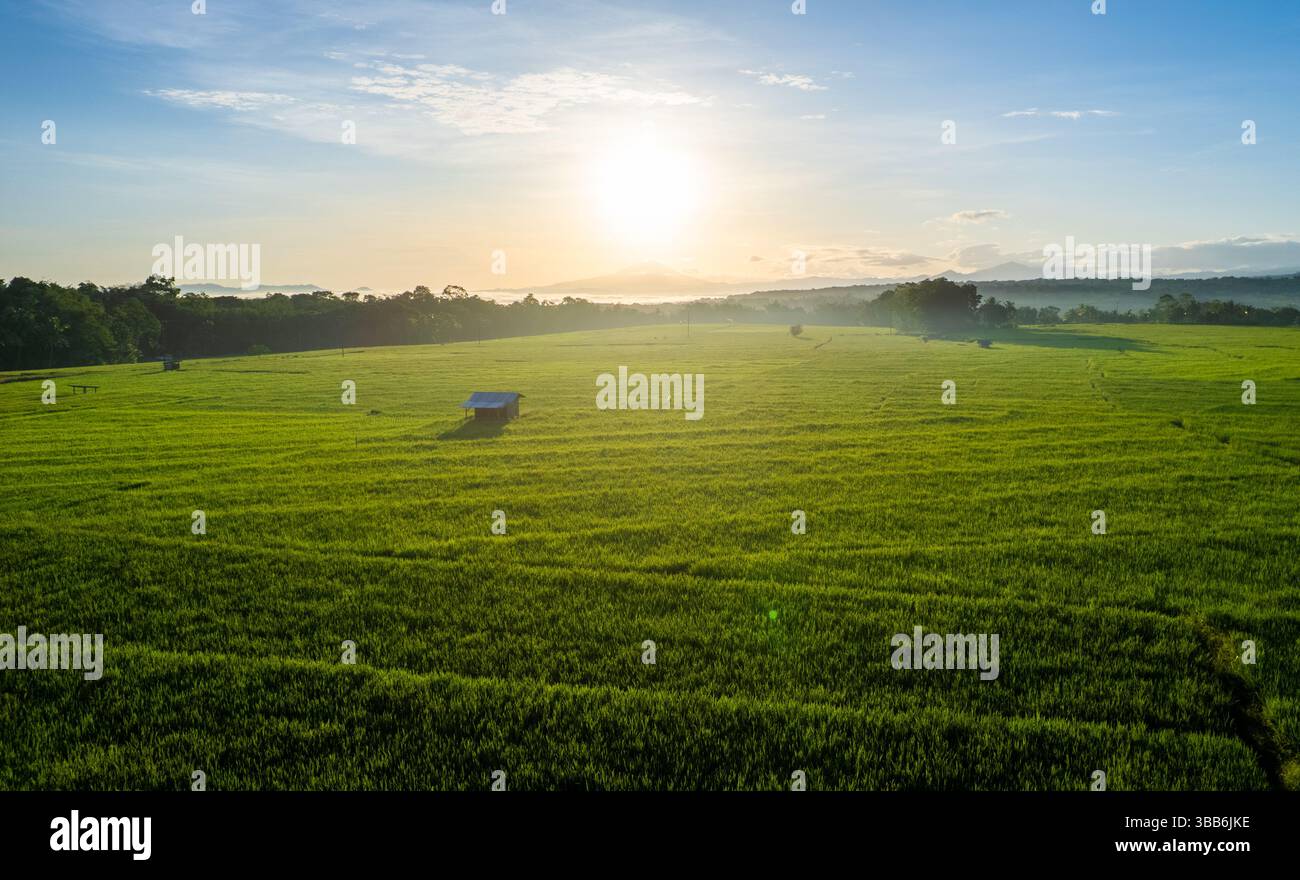 Aerial view of a lush green rice field at sunrise with a mountain in ...