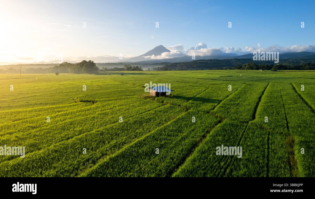 Aerial view of a lush green rice field at sunrise with a mountain in ...