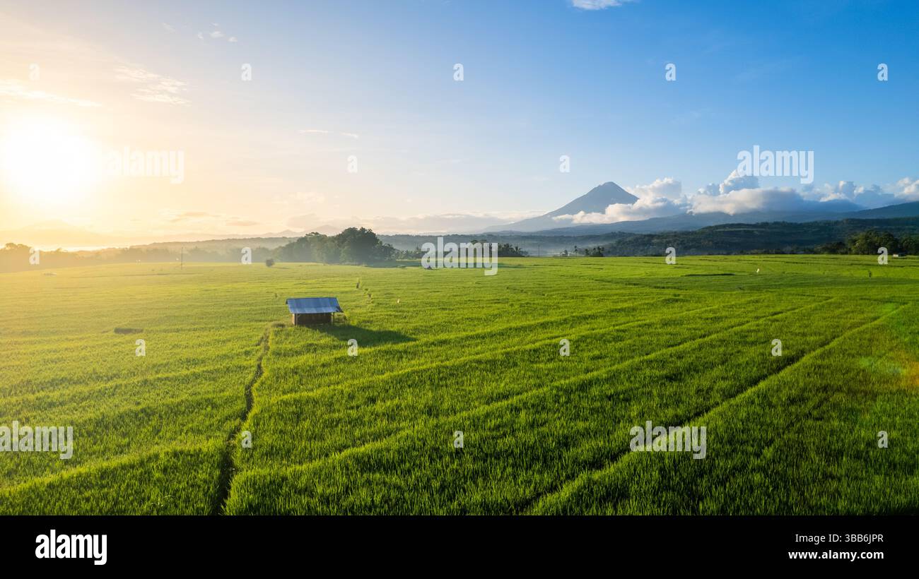 Aerial view of a lush green rice field at sunrise with a mountain in ...