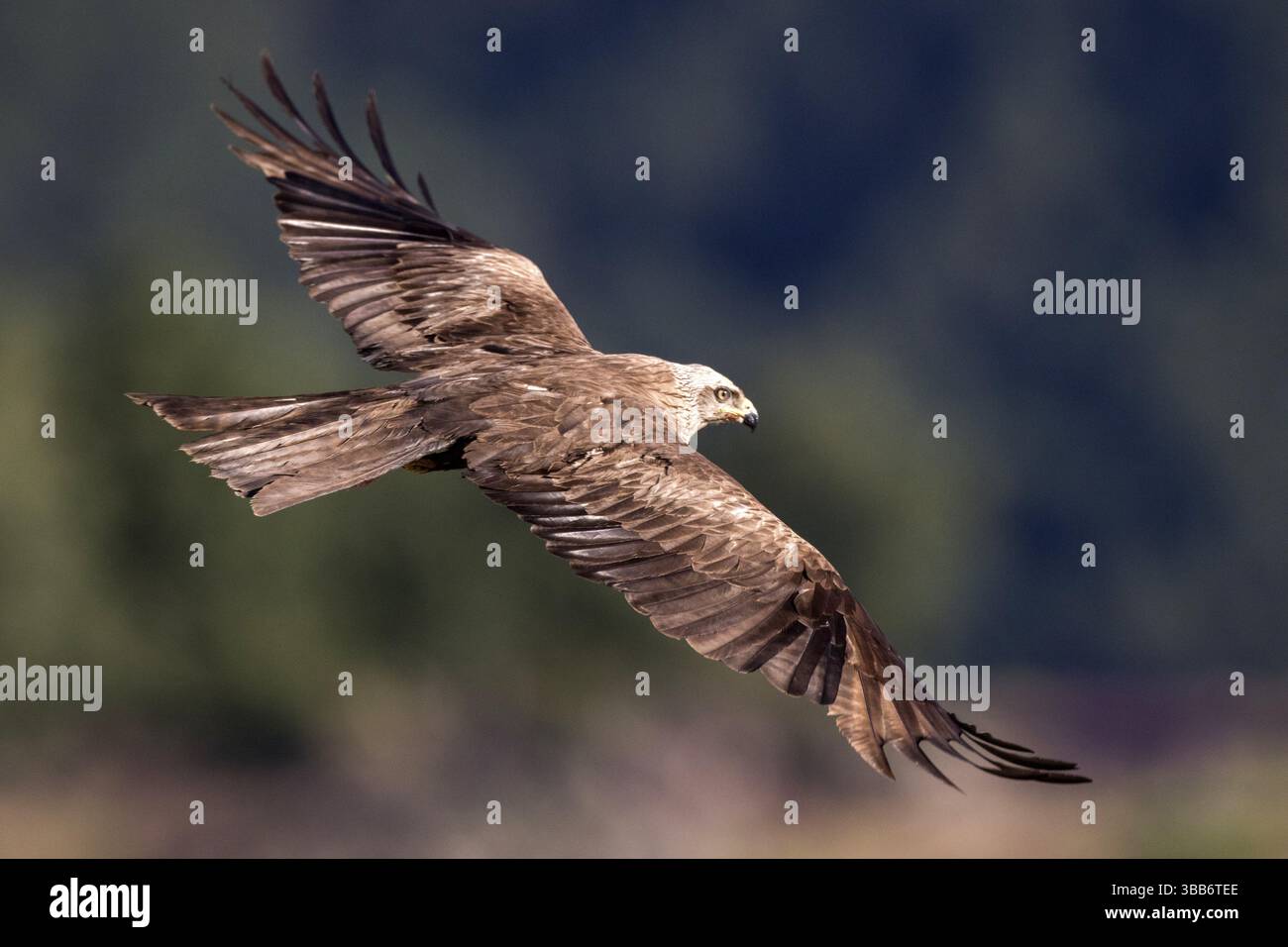 Black Kite (Milvus migrans) flying, Madrid, Spain, Europe Stock Photo