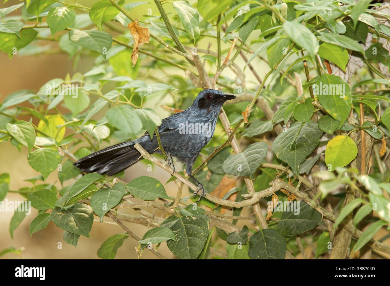 Blue Rocking Bird Blue Mockingbird Melanotis caerulescens El Tuito, Jalisco, Mexico 11 ...