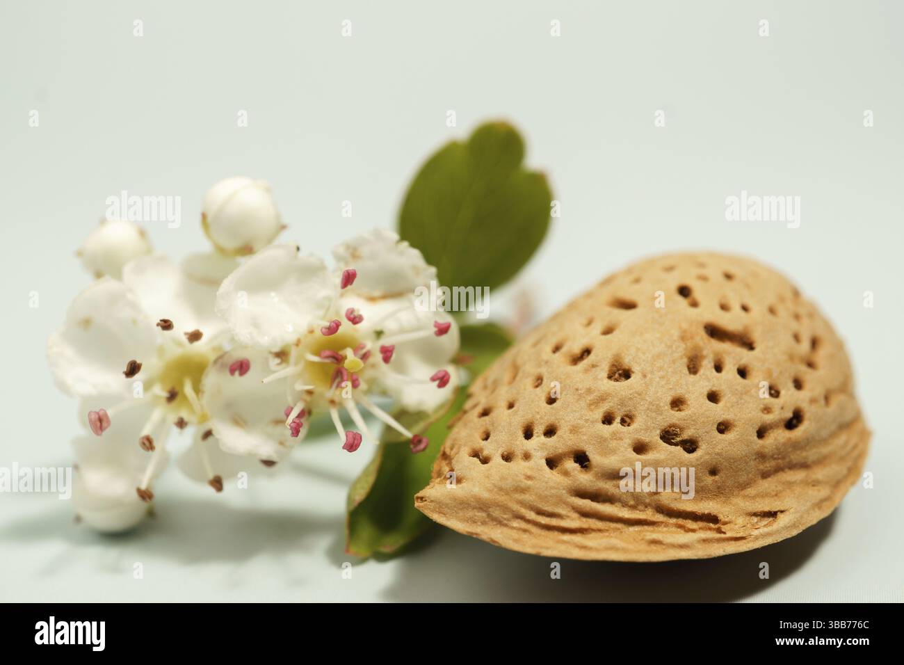 Almond shell and its blossom lying on a light blue background Stock ...