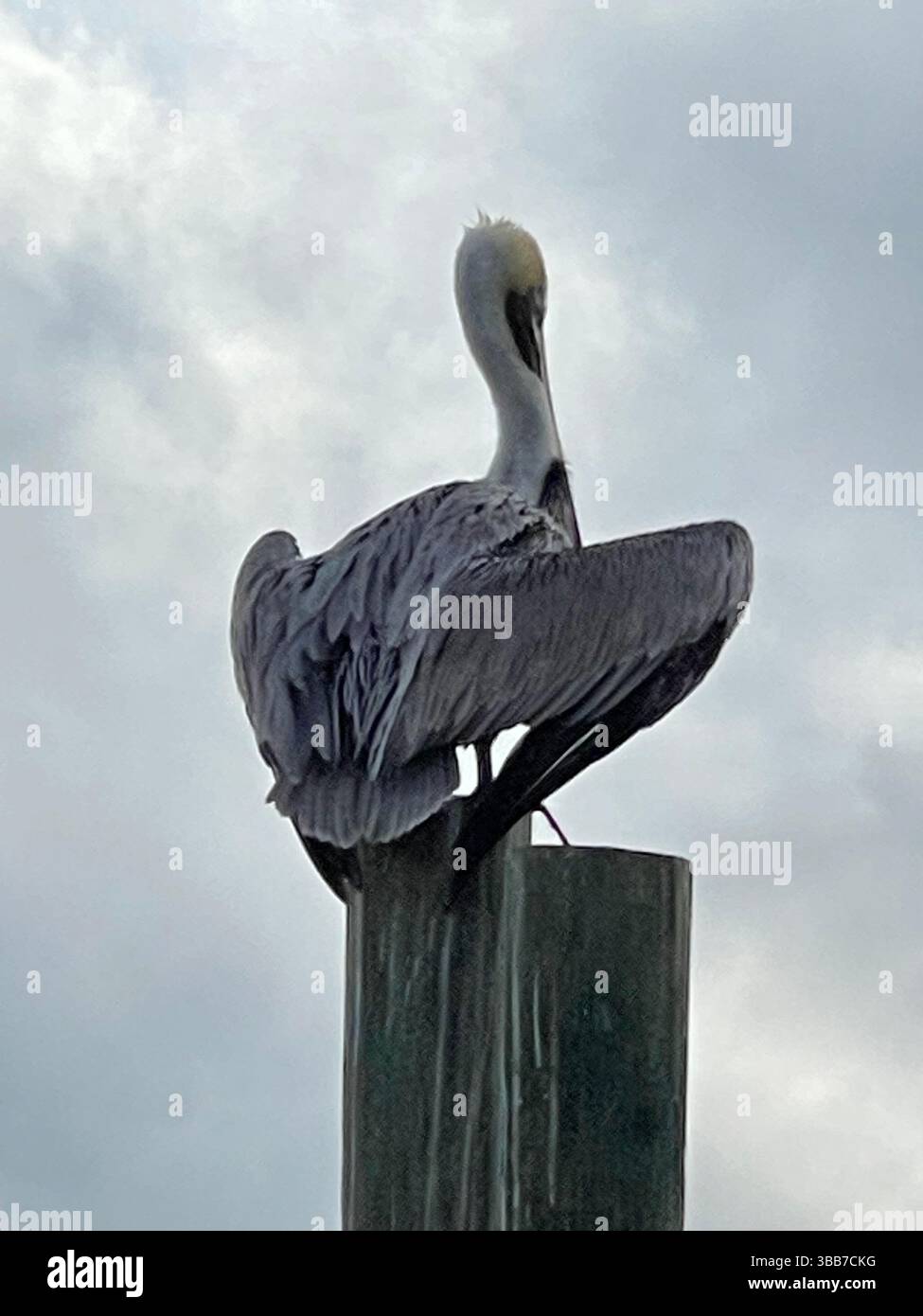 Pelican on a post - Smartphone Captured Stock Image