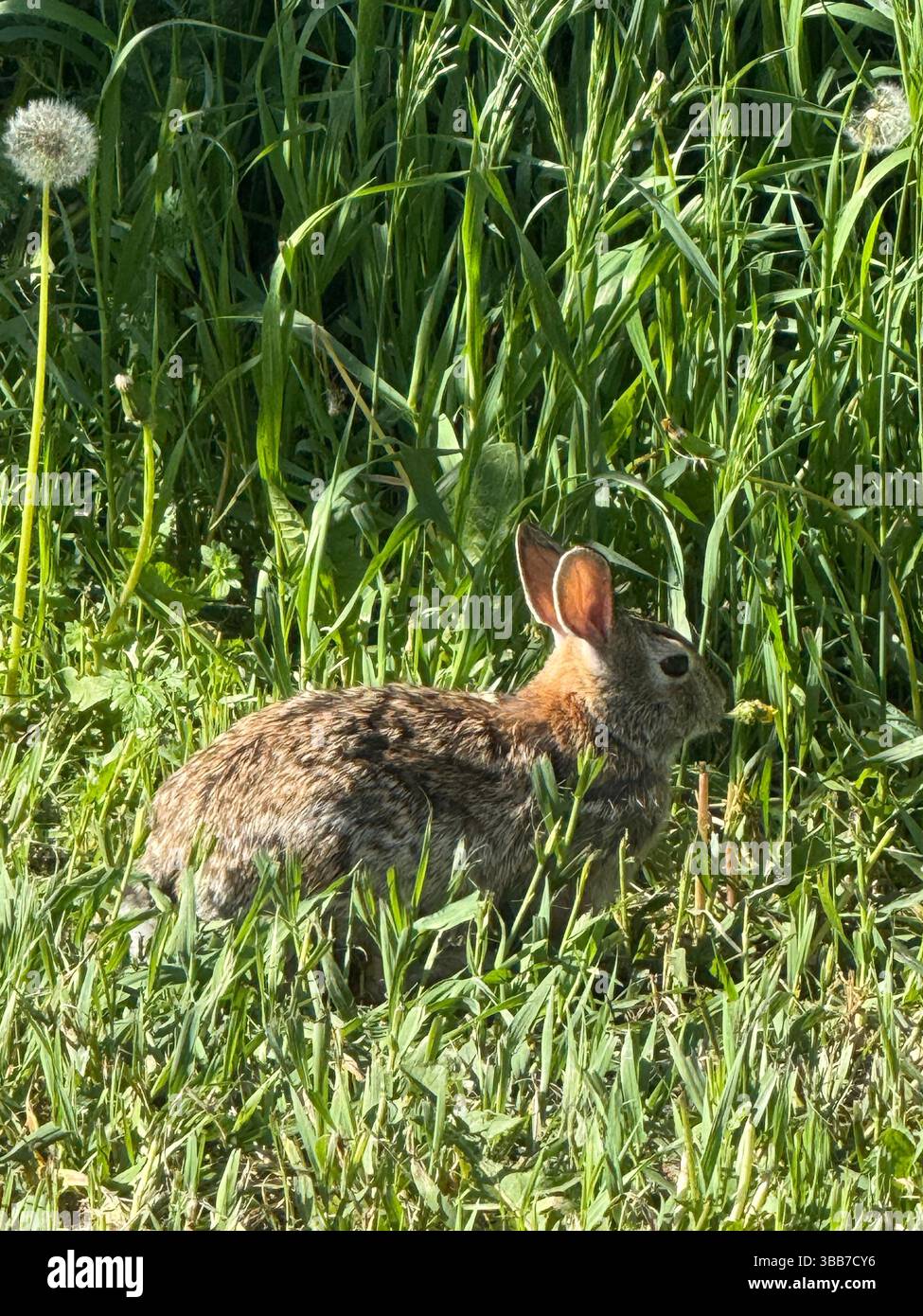 Rabbit in the grass - Smartphone Captured Stock Image